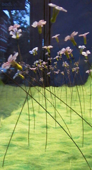 "vinca" flame worked glass installation by artist vivienne bell